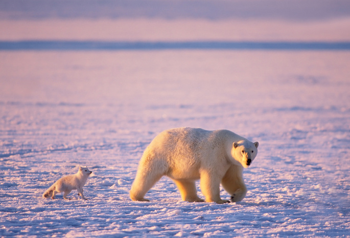 арктика, мишка, Белый медведь, лёд, песец, белые медведи