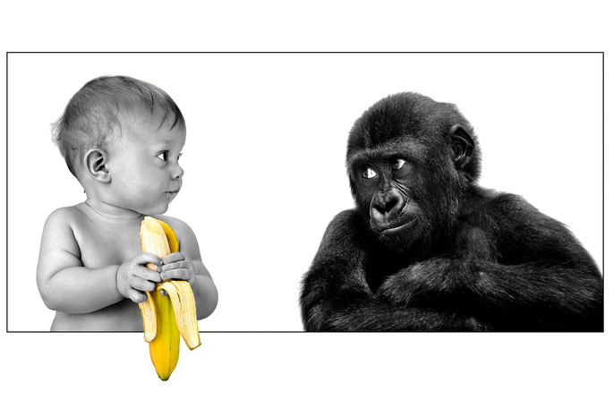 gorilla, friendship, The person, banana