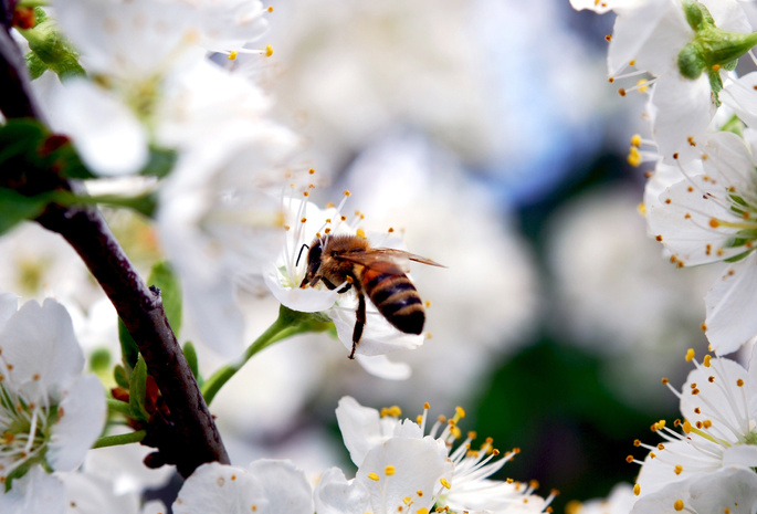 насекомое, ветка, весна, Пчела, цветы, природа, вишня, лепестки, красота, белые, цветение
