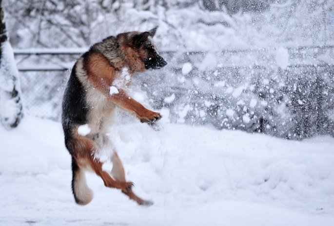 Собака, розстрел, снег, зима