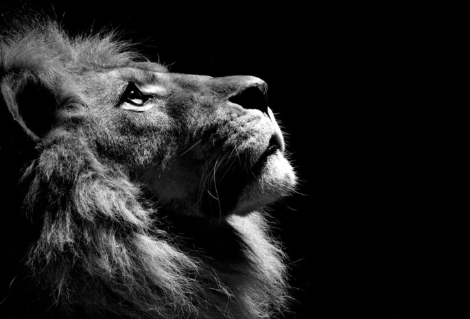 animal, Лев, черно белое, lion