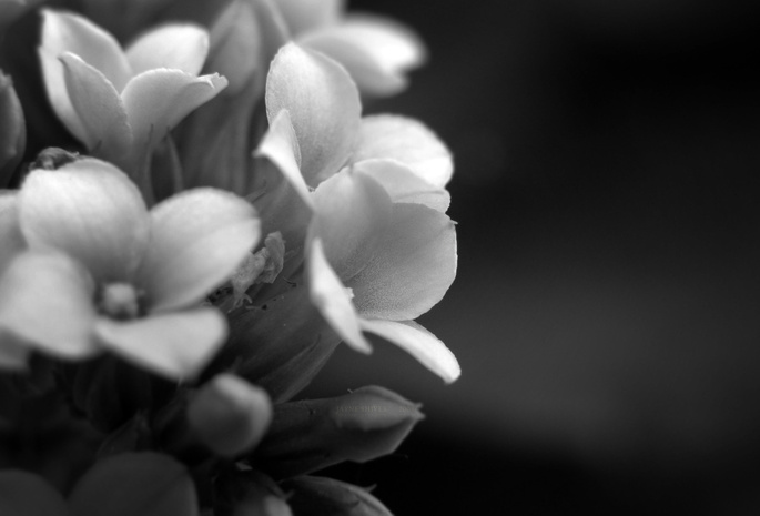 фон, Фото, растение, лепестки, обои, макро, цветы, черно-белое