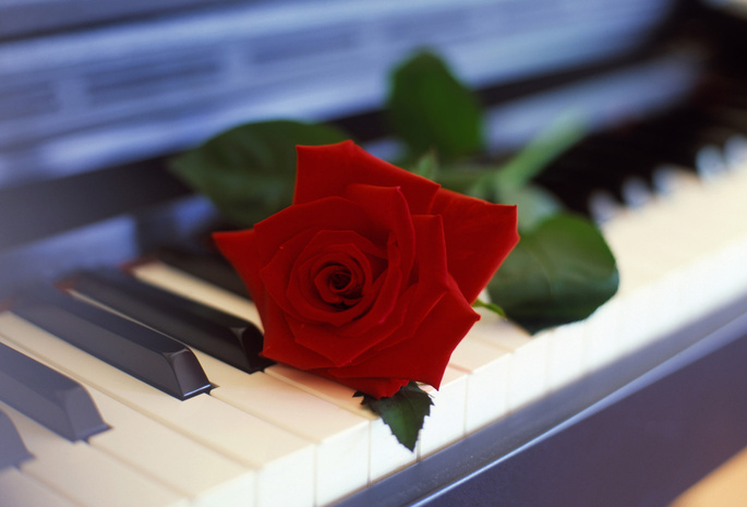 Цветок, пианино, роза
