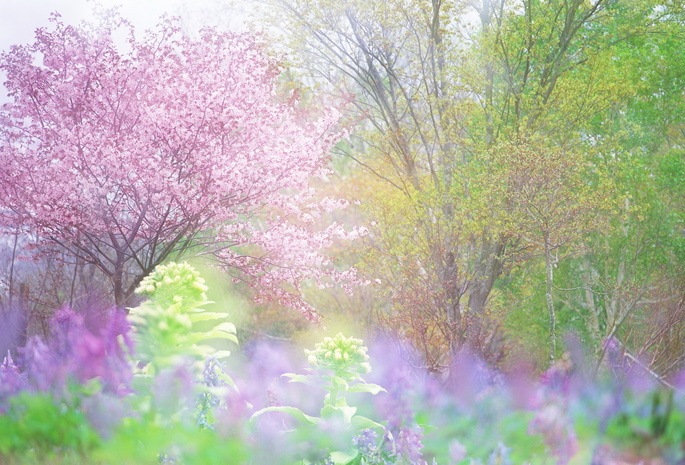 Весна, свежесть, цветение, зелень, вишня, деревья