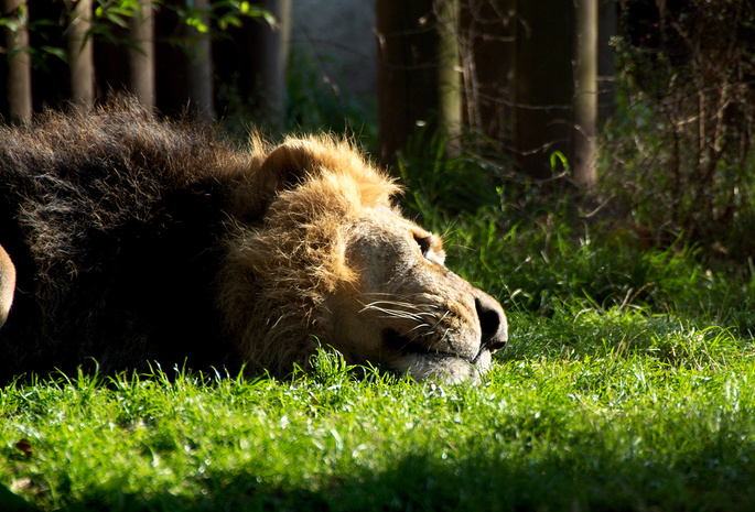 лежит, лев, трава, кошка, зверь, отдыхает, Lion, грива