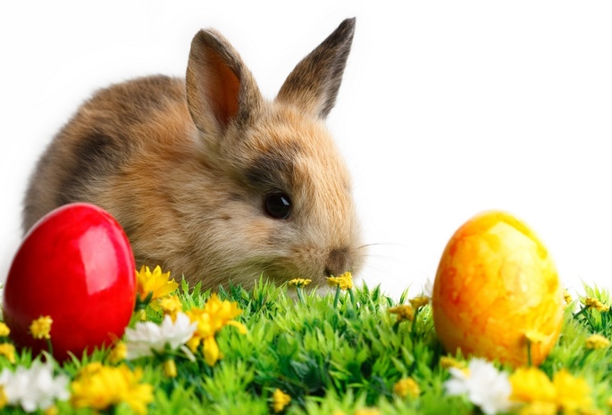 пасха, животное, яйца, кролик, цветы, трава, Цветные