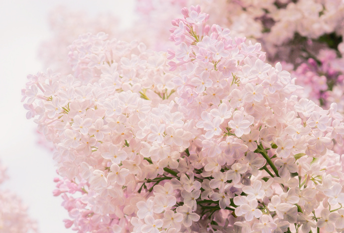 цветы, макро, нежность, весна, Сирень, розовый