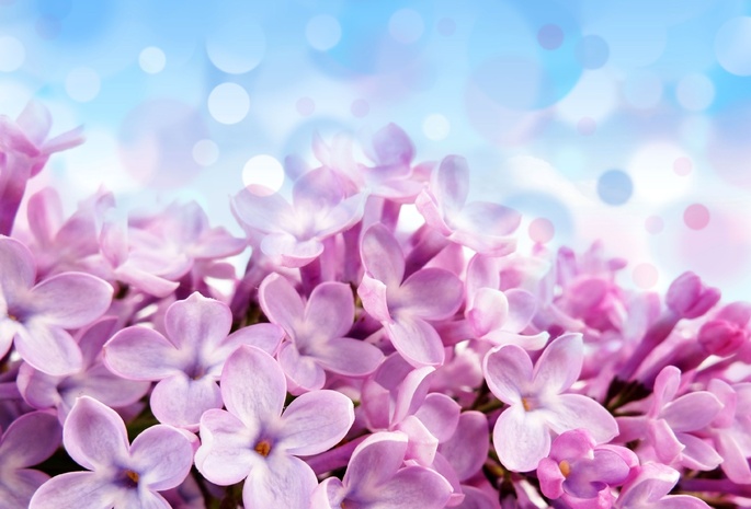 Pale red-violet flowers, красивые, фон, цветы, голубой, лиловые