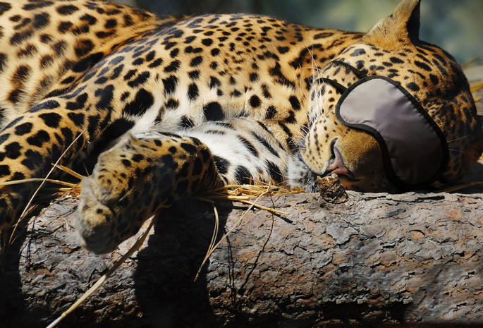 Леопард, кошка, повязка, спит