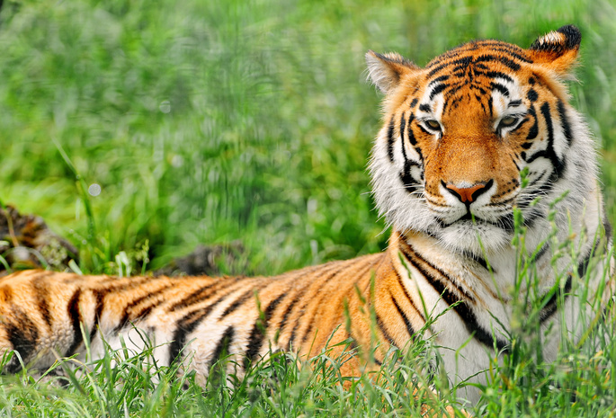 Тигр, трава, отдых