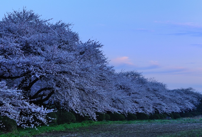 sakura, evening, prefectual park in kitakami, cherry blossoms, kitakami tenshochi, Japan