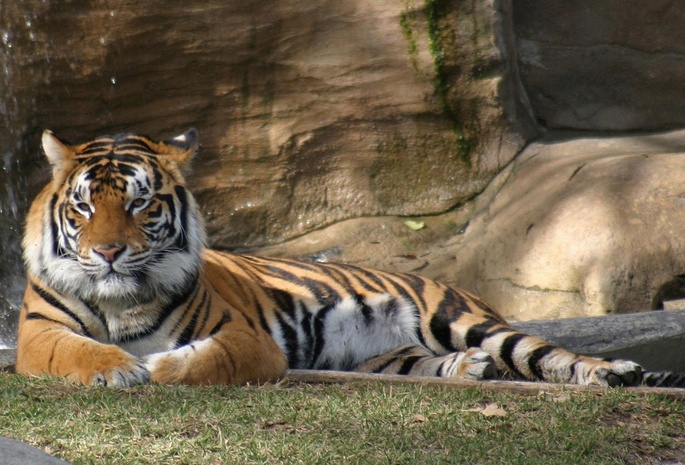 тигры, животные, Природа