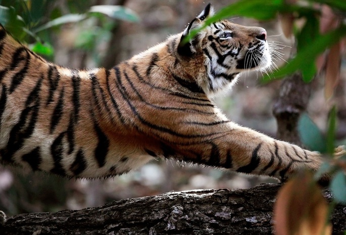 природа, Тигр, animals