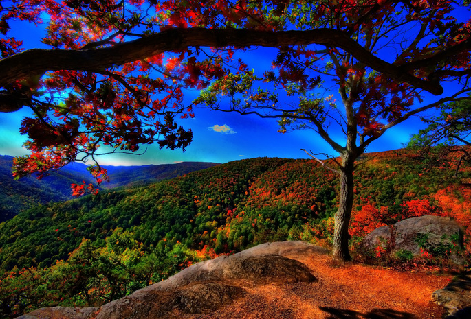 деревья, лес, Осень, синее небо, холмы