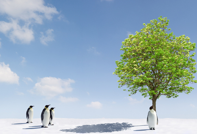 Животные, пингвины, деревья, фото, снег, дерево, лёд