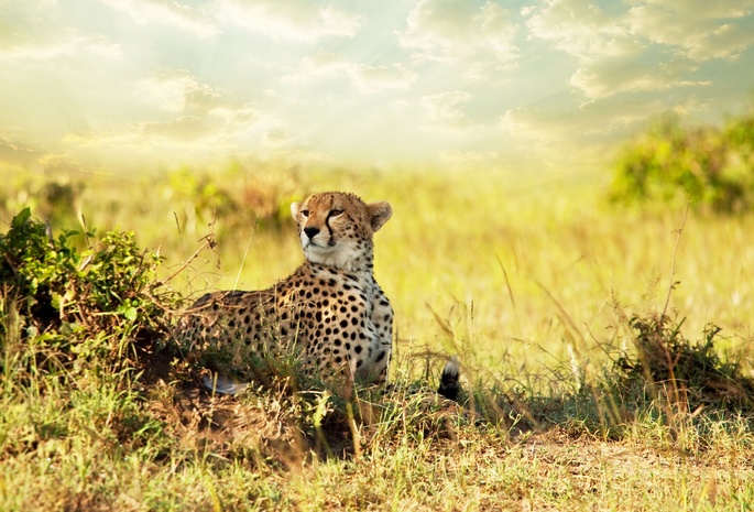 саванна, гепард, Cheetah, savanna, африка, взгляд, хищник