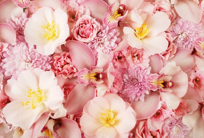 орхидея, розовый фон, Цветы