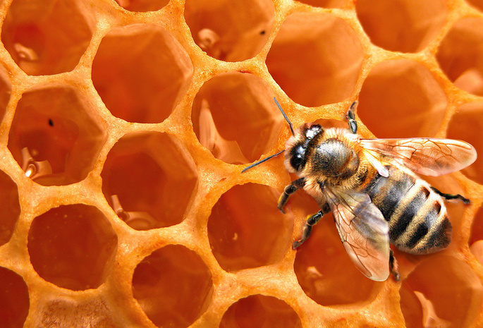 насекомое, фон, мёд, Соты, пчела