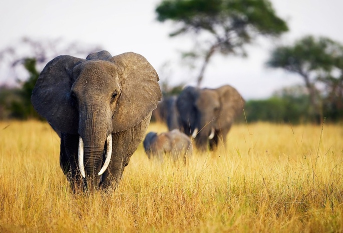 природа, Слоны, саванна, photo, animal