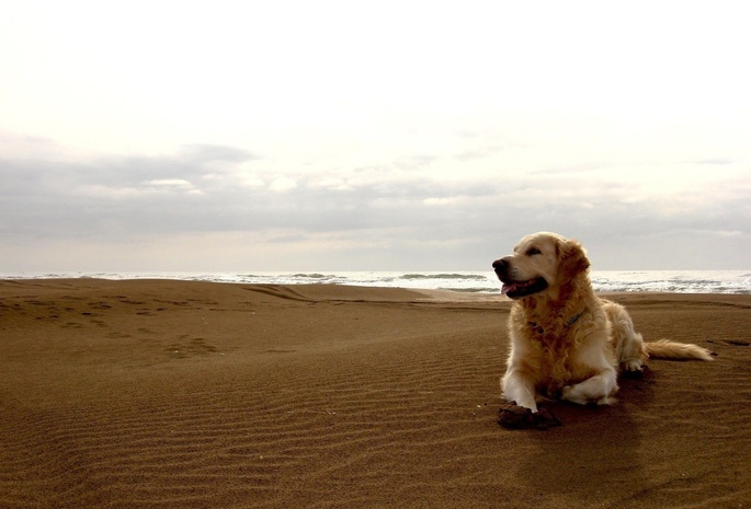 друг человека, dog, Собака, берег, пляж