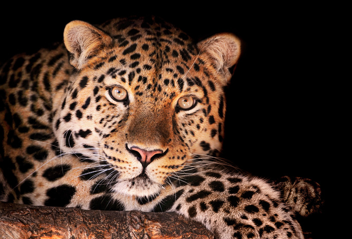 Леопард, magnificent leopard, смотрит