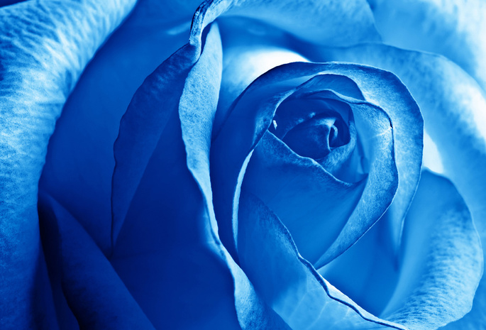 лепестки, Rose, цветы, роза, синяя, flower, blue, beautiful nature wallpapers