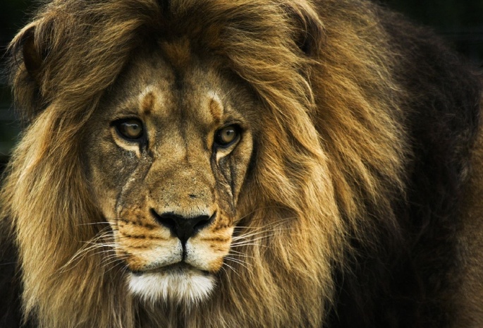 царь зверей, лев, Lion