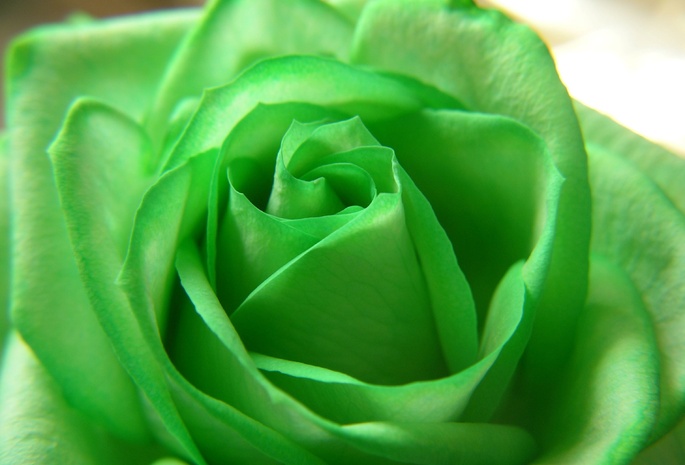 зелёная, роза, green, Rose, flower, цветы, beautiful nature wallpapers