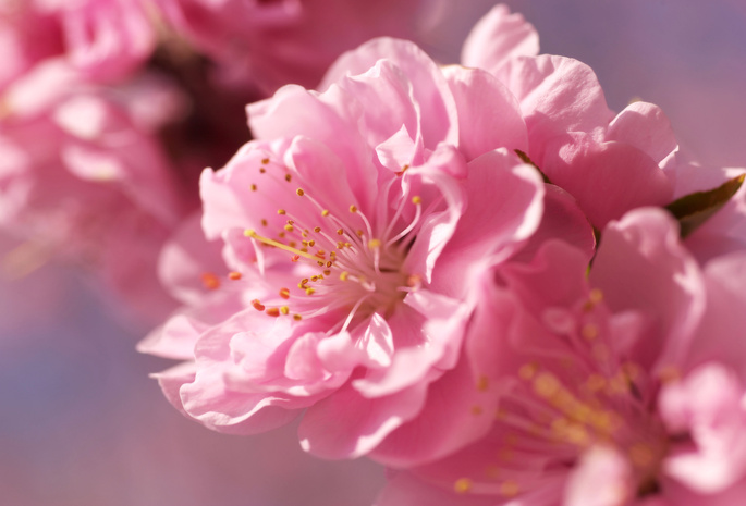 розовый, цветок, размытость, нежность, ярко, Сакура