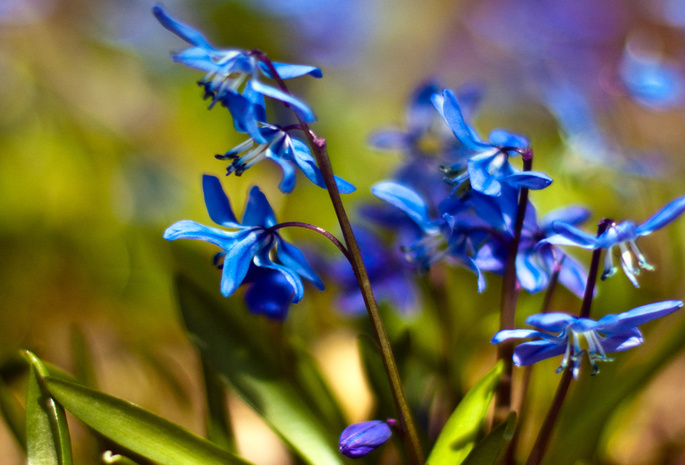 пролески, первоцвет, синий, подснежники, цветы, Scilla