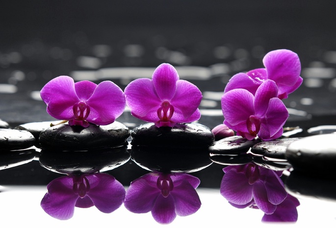 Spa, камни, цветы, фиолетовые, purple flowers, спа, капельки