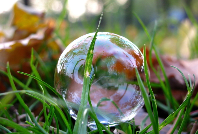 макро, пузырь, листья, газон, Парк, трава, мыльный, фото