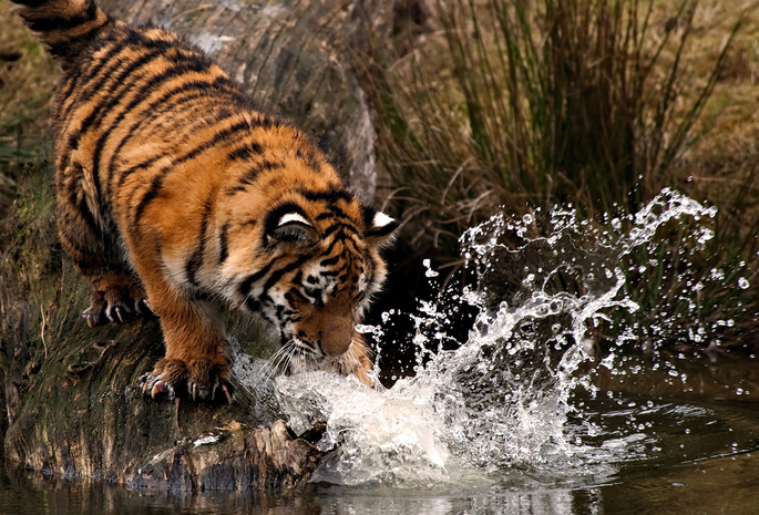 Тигр, капли, удар, брызги, лапа, вода