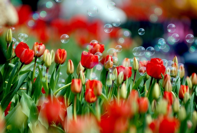 цветы, весна, Тюльпаны, цветок, тюльпан, мыльные пузыри