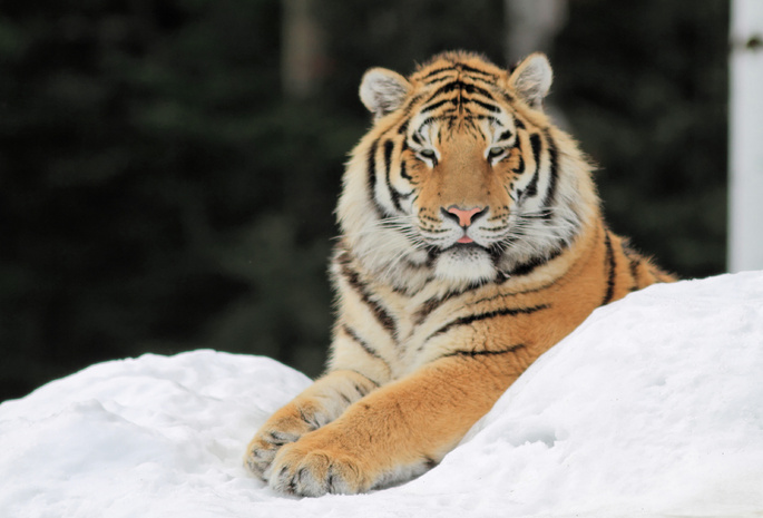 снег, Тигр, лапы