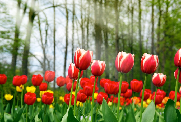 красота, тюльпаны, Spring tulips, весна, красные, жёлтые