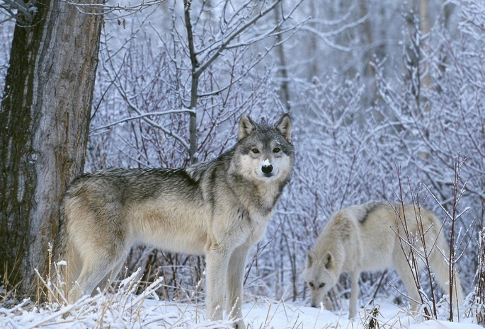 Волк, взгляд, снег, волки, зима
