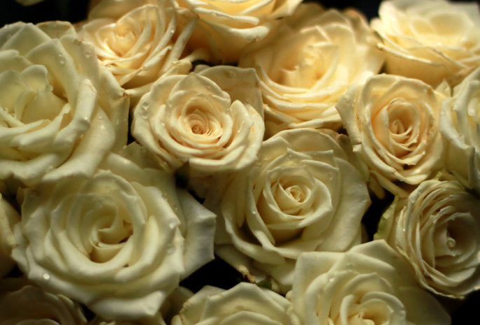 букет, цветы, Розы