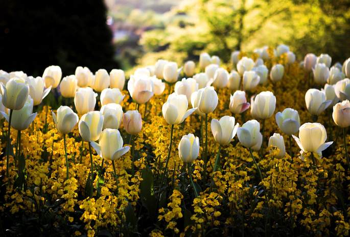 желтые, цветы, размытость, свет, солнце, блики, белые, тюльпаны, парк, Весна, сквер, цвета, клумба