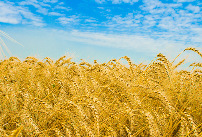 макро, красивые обои, пшеница, Природа, поля, колоски, небо, колосья, пшеничные поля, облака, поле