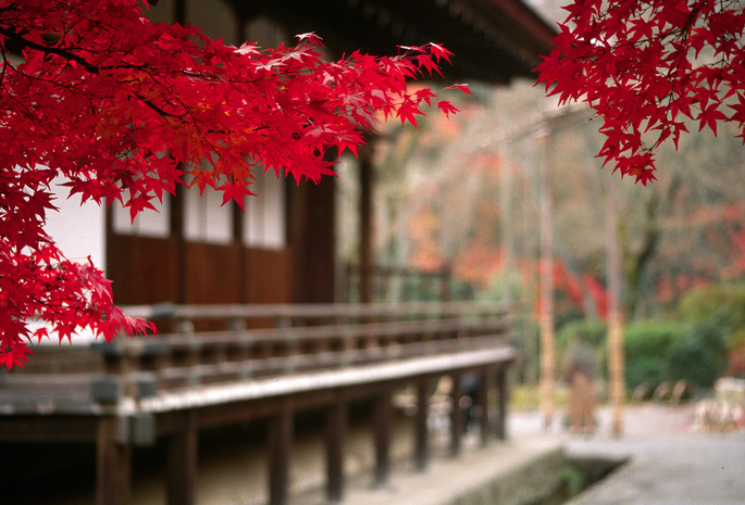 япония, осень, Пейзаж, дерево, ветвь, листья