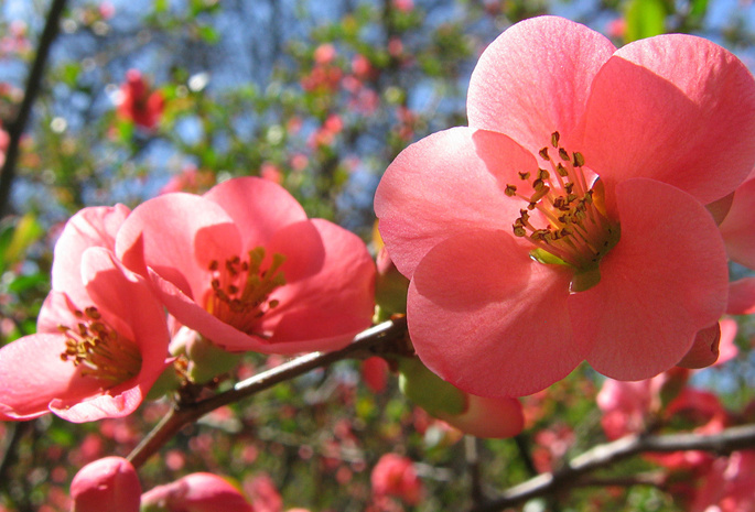 весна, Цветение, розовые цветы