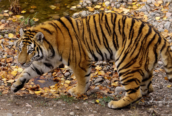 Amurshaya, осень, амурский тигр