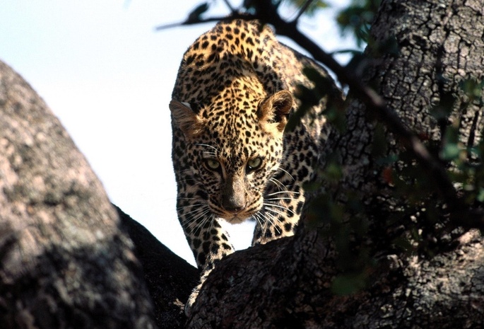 взгляд, Леопард, охота