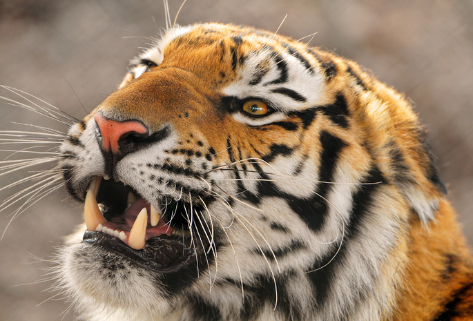 уссурийский, amur tigr, крупный тигр, дальневосточный, panthera tigris altaica, Амурский тигр, злой