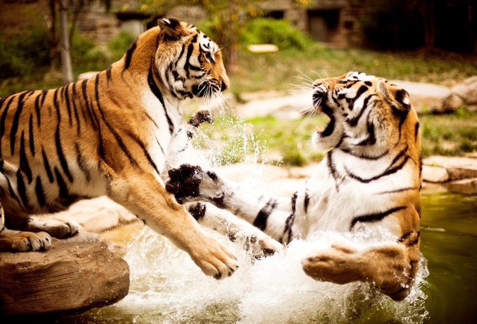 природа, тигры, animals, Вода, wallpapers