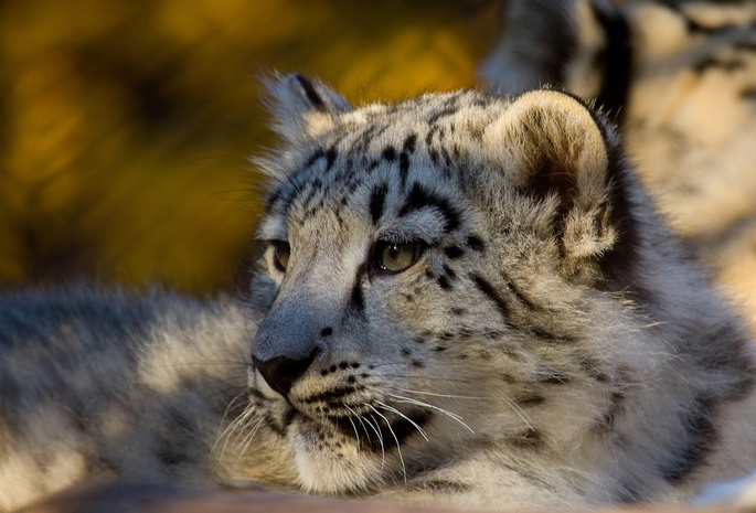 snow leopard, снежный барс, ирбис, Леопард, хищник
