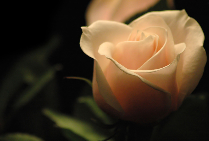 роза, темный фон, свечение, Rose