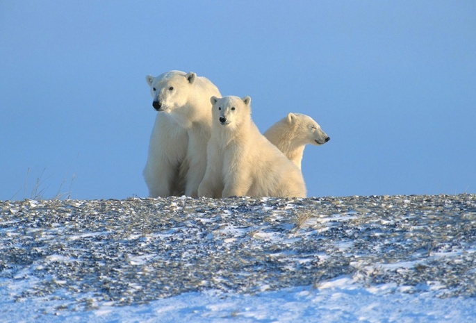 север, Белые медведи, арктика