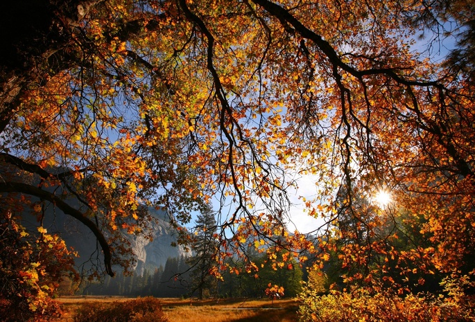 осень, Природа, дерево, листья, солнце, ветки